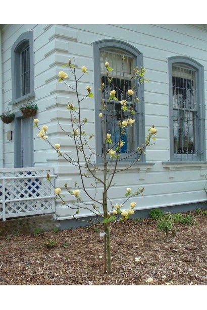 Magnolia Honey Tulip